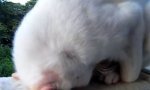 Lustiges Video : Katze Chillt in Yoga-Meditation