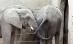 Neulich im Zoo: Elefanten-Snackbar