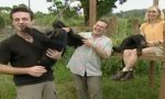 Lustiges Video : Schimpansen Pannen