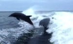 Lustiges Video : Delphin-Auffahr-Unfall