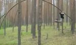 Lustiges Video : Romantisches Baumspringen