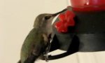 Kolibri Rettungs-Camp