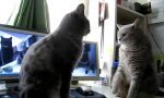 Lustiges Video : Katzen klatschen