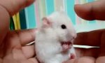 Funny Video : Horrorblick 3 - Dramatic Mouse