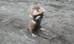 Movie : Ninja Hamster