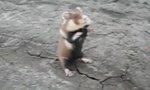 Funny Video : Ninja Hamster
