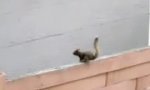 Lustiges Video : Sprungkünstler Eichhörnchen