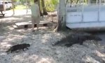 Movie : Katze vs Aligator