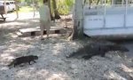 Funny Video : Katze vs Aligator