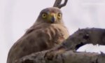 Funny Video : Dramatic Eagle