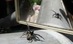 Funny Video : Geschlechterbestimmung von Spinnen