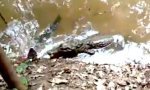 Funny Video : Ein Alligator, ein Zitteraal und ein derbes WTF