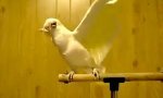 Lustiges Video : Dubstep-Papagei