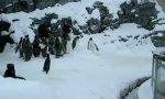 Funny Video : Jumpstyle Penguin
