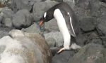 Pinguin vs Steintarnung