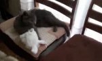 Funny Video : Easter Cat