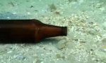 Meerestier mit Alkoholproblem