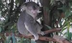 Koalabär spiel Luftgitarre