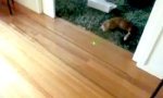 Funny Video : Cat Laser Bowling