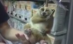 Lustiges Video : Lemur beim Chillen