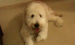 Lustiges Video : Der Hund und die Bettkante