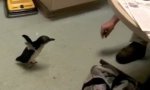 Lustiges Video : Pinguin braucht Streicheleinheiten