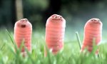 About Worms and Bugs