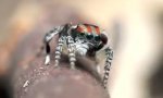 Lustiges Video : Punker-Spinne