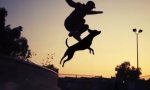 Lustiges Video : Dogboarding