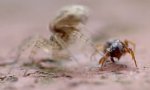 Tiger Spider vs Ant