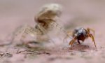 Lustiges Video : Tigerspinne vs Ameise