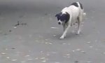 Hund auf Schleichfahrt