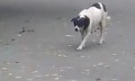 Dog in Silent Run