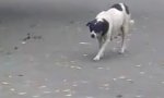 Lustiges Video : Hund auf Schleichfahrt