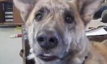 Lustiges Video - Wenn Hunde sprechen könnten