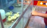 Funny Video - YoYo Duckling