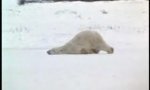 Funny Video : Eisbär