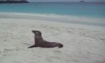 Funny Video : Recently At The Beach