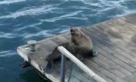 Movie : Real Seal