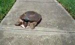 Movie : Schildkröte mit Nachbrenner