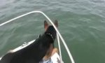 Shephered Dog Vs Dolphin