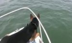 Lustiges Video : Schäferhund Vs Delphin