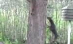 Lustiges Video : Mutiges Eichhörnchen