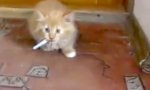 Raucherentwöhnung für Pussy