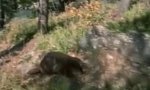 Funny Video : Beaver with Fussy Nose