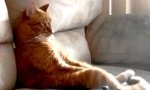 Lustiges Video : Katze ist Slayer-Fan