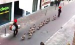 Funny Video : Goose March