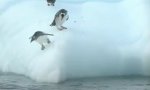 Pinguine vs Eisscholle