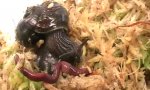 Movie : Monster-Regenwurm gegen Schnecke