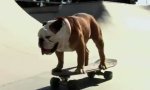 Lustiges Video : Hunde-Hobbys: Skaten, Surfen, Boarden